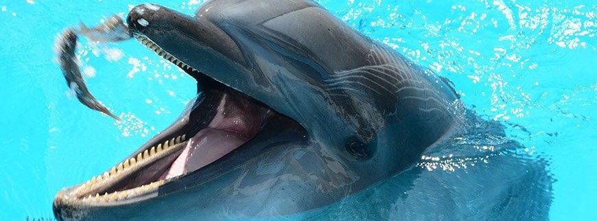 dolphins excursion egypt