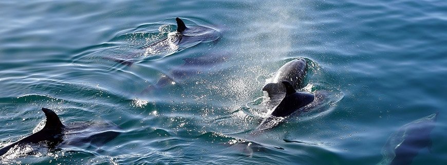 dolphins tour hurghada