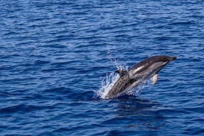 swimming with dolphins from soma bay 400x267 Excursiones a la bahía de Soma
